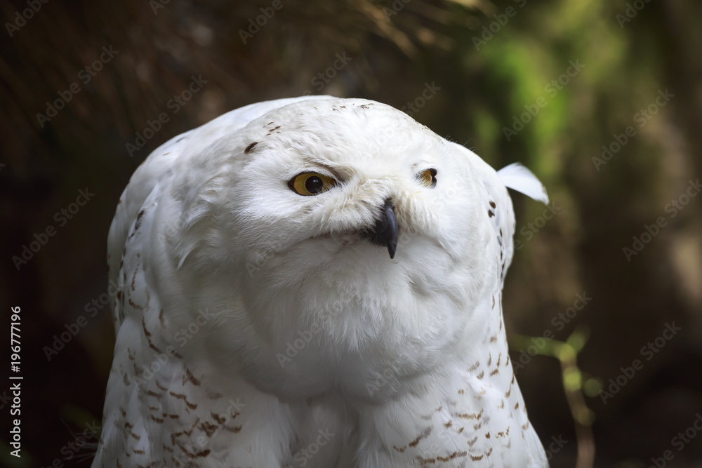 Fototapeta premium Closeup portrait of a snowy owl (Bubo scandiacus) bird of prey