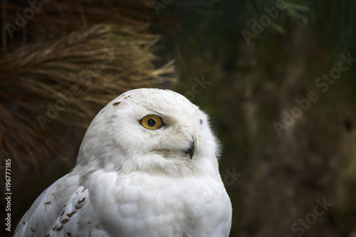 Closeup portrait of a snowy owl (Bubo scandiacus) bird of prey