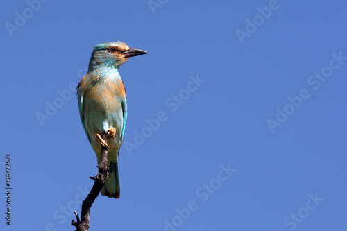 The European roller (Coracias garrulus) sitting on the branch in africa. Roller with blue background. photo