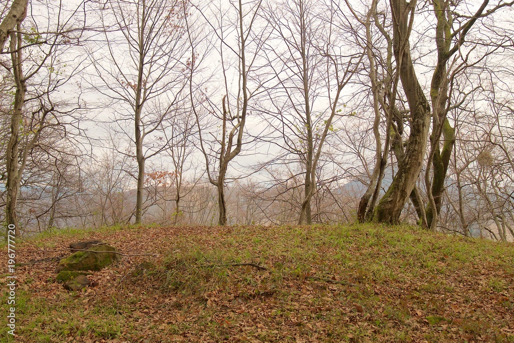 Autumn landscape. Forest trees on the slope of mountain. Autumn landscape. Forest trees on the slope of mountain.
