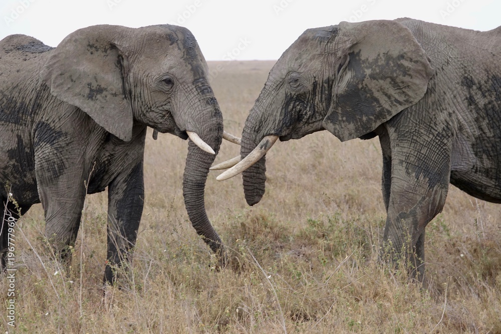 Fototapeta premium african elephant, family with baby, tanzania, Africa