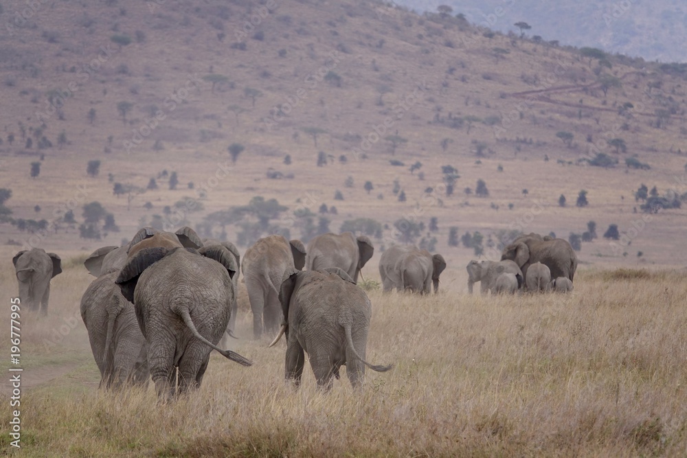 Obraz premium african elephant, family with baby, tanzania, Africa