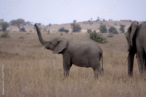 african elephant  family with baby  tanzania  Africa