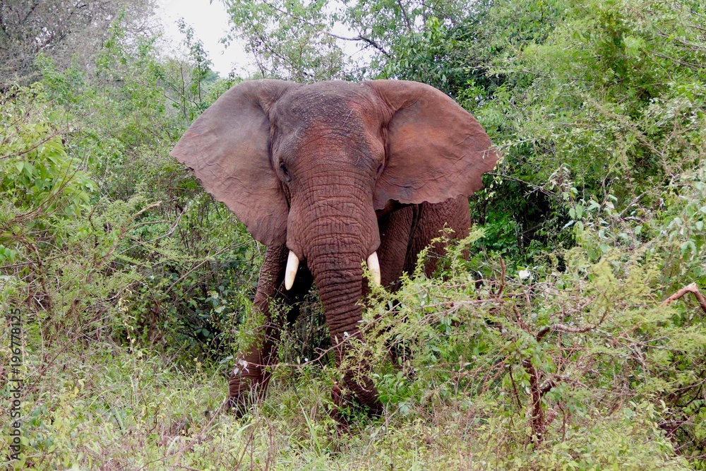 african elephant bull, Tanzania