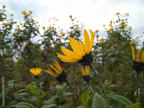 Wild flower is yellow
