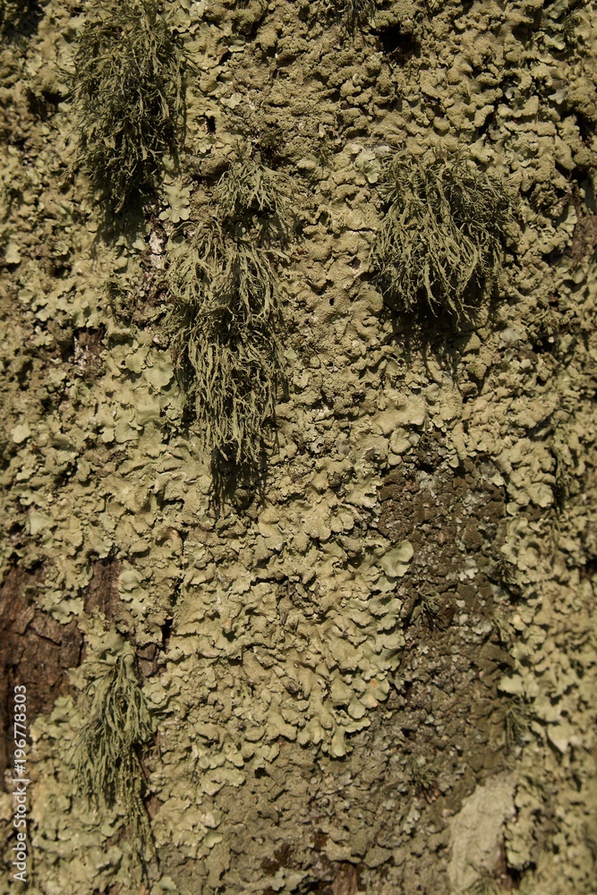 Green moss and lichen on the tree. Abstract wood texture for design. Green moss and lichen on the tree. Abstract wood texture for design.