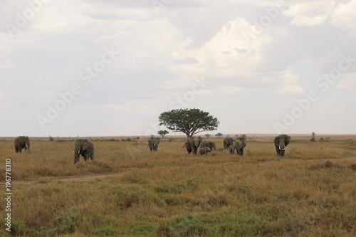 Fototapeta Naklejka Na Ścianę i Meble -  african elephant, family with baby, tanzania, Africa