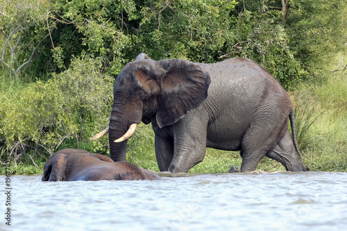 The African bush elephant  Loxodonta africana . A group of bulls is bathed in a river.