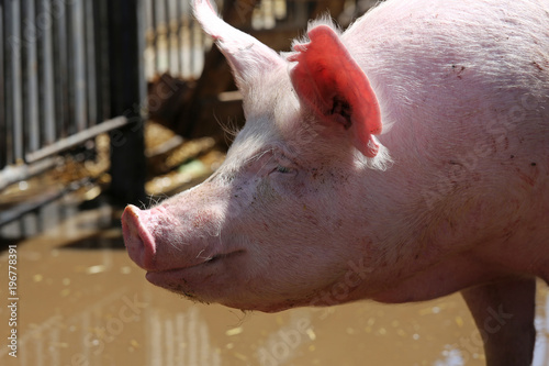 Pig sow portrait closeup on farm photo