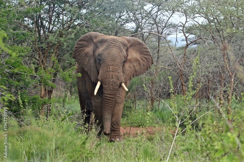 Photography african elephant bull, Serengeti, Tanzania