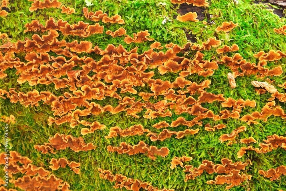 Orange mushrooms on the old wood. Abstract texture. Orange mushrooms on the old wood. Abstract texture.