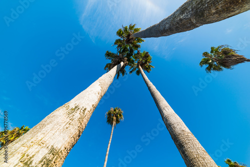 Tall palm trees seen from below in Los Angeles