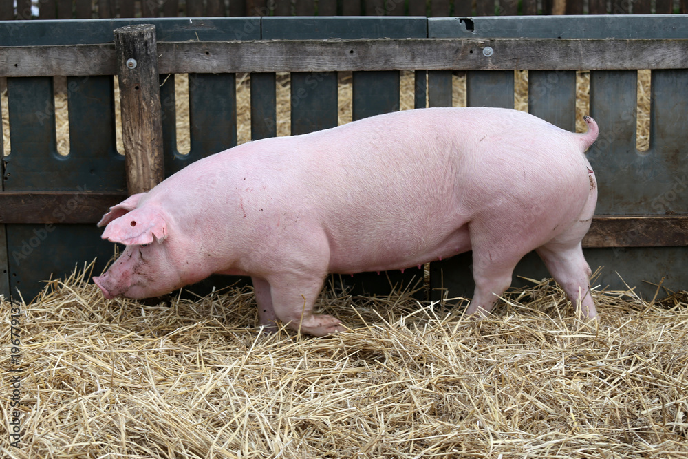 Young pig runs on fresh hay against wooden fence at piggery. Pigs living on organic farm Young pig runs on fresh hay against wooden fence at piggery. Pigs living on organic farm