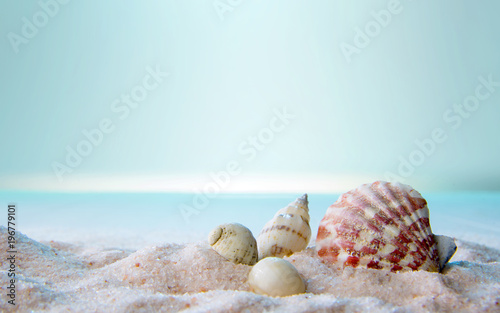 Fototapeta Conchiglie sulla sabbia rosa