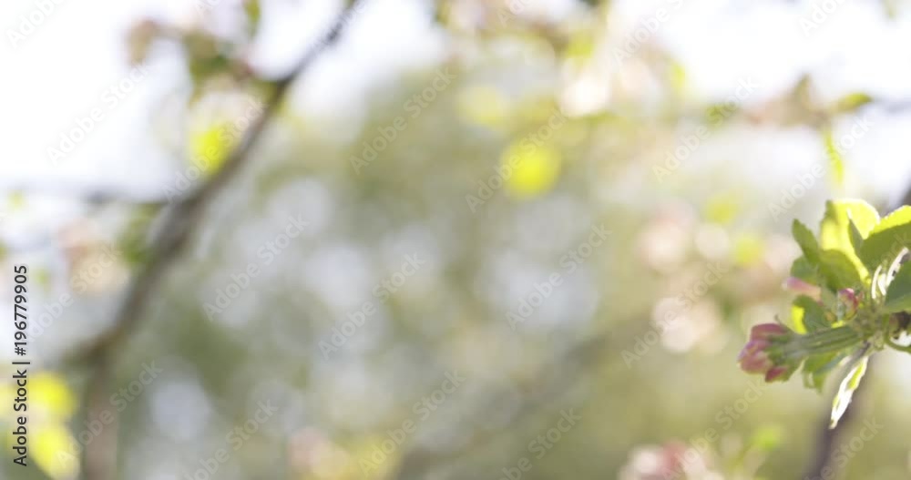 Slow motion pan of blossoming apple tree in a garden Slow motion pan of blossoming apple tree in a garden