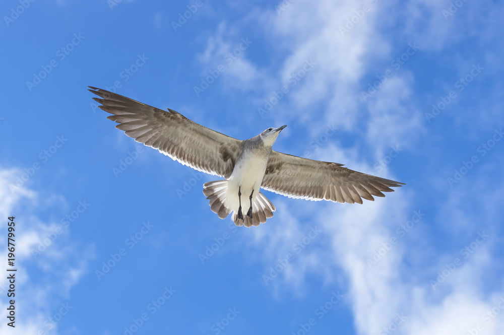 Fototapeta premium Bird of the seagull in the sky