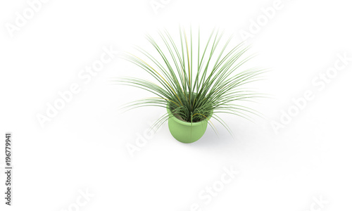 Green plant in brown vase isolated on white