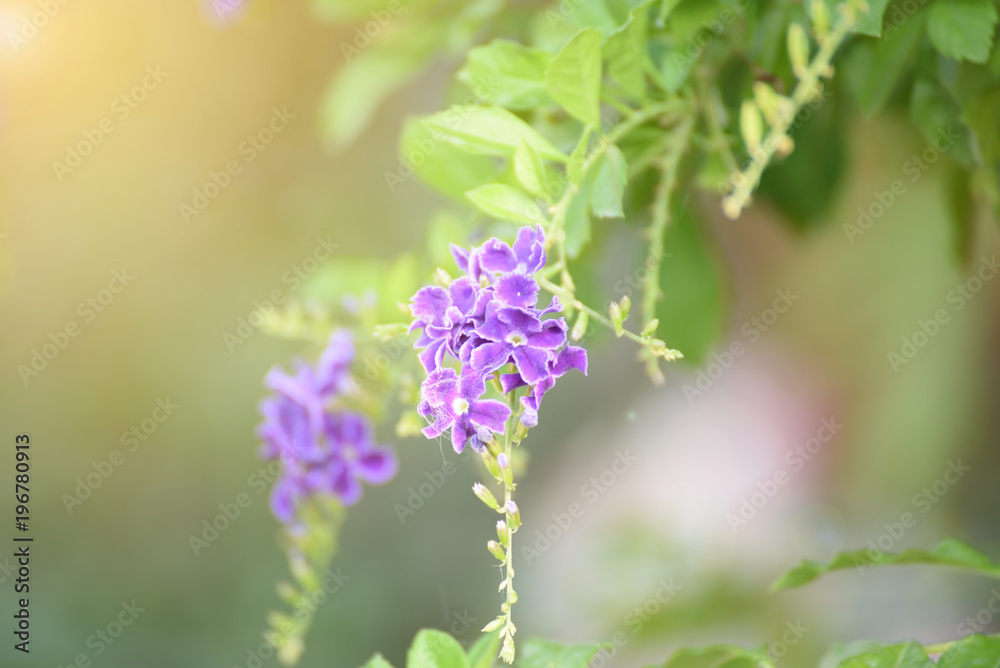 Closeup nature view of floral in garden at summer under sunlight. Natural green plants landscape using as a background or wallpaper. Closeup nature view of floral in garden at summer under sunlight. Natural green plants landscape using as a background or wallpaper.