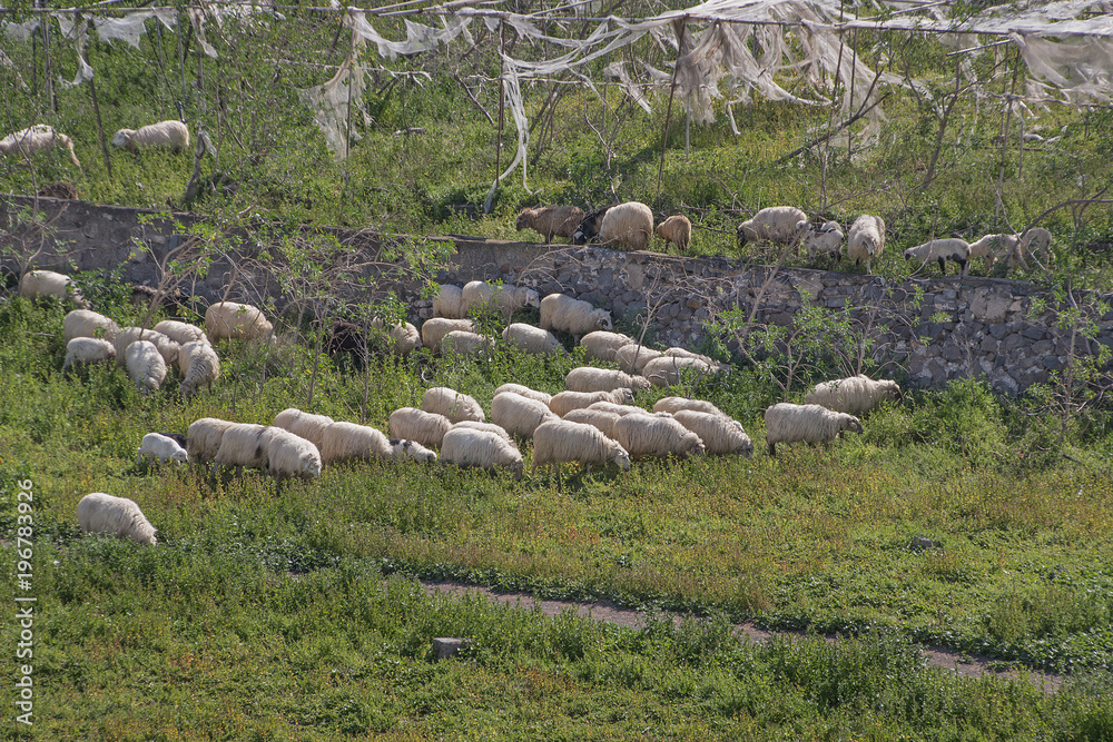 A group of sheeps grazing the green grass.