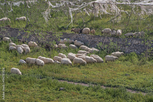 A group of sheeps grazing the green grass. © coffeeflavour