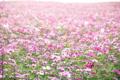 Cosmos flowers background in vintage style