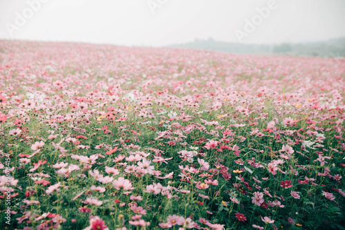 Fototapeta Naklejka Na Ścianę i Meble -  Cosmos flowers background in vintage style