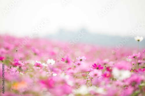 Cosmos flowers background in vintage style