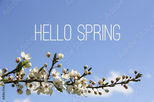 Fotografija Hello Spring text and blossoming tree branch on blue sky background