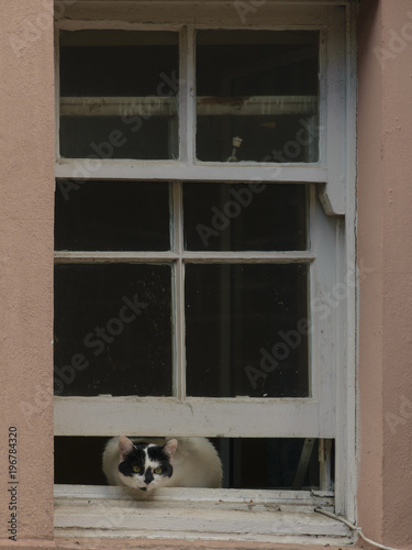 A meddler cat