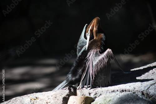 great white-backed vulture