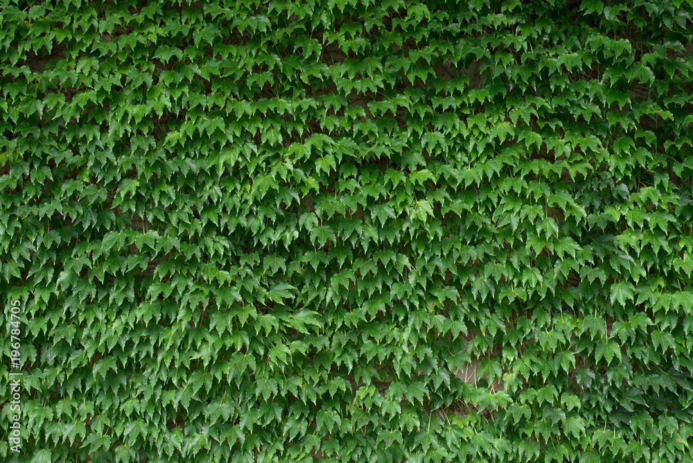 Background of green ivy leaves on wall 緑のツタの葉背景 Background of green ivy leaves on wall 緑のツタの葉背景