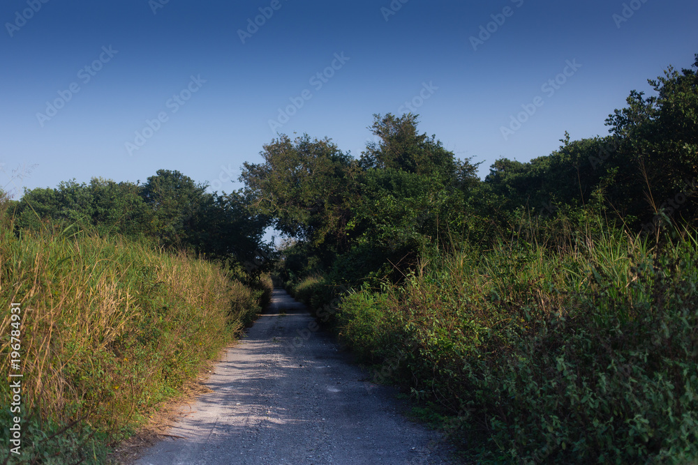 A general view of a path in nature 