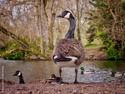 Wildfowl photo