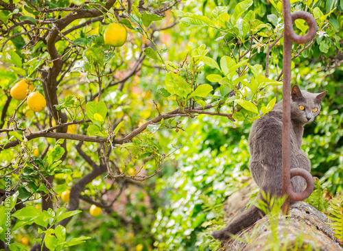 Cat with Lemon tree in Italy
