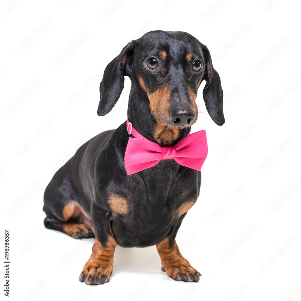 portrait of  elegant dachshund dog, black and tan, wearing a  pink bow tie, isolated on a white background
