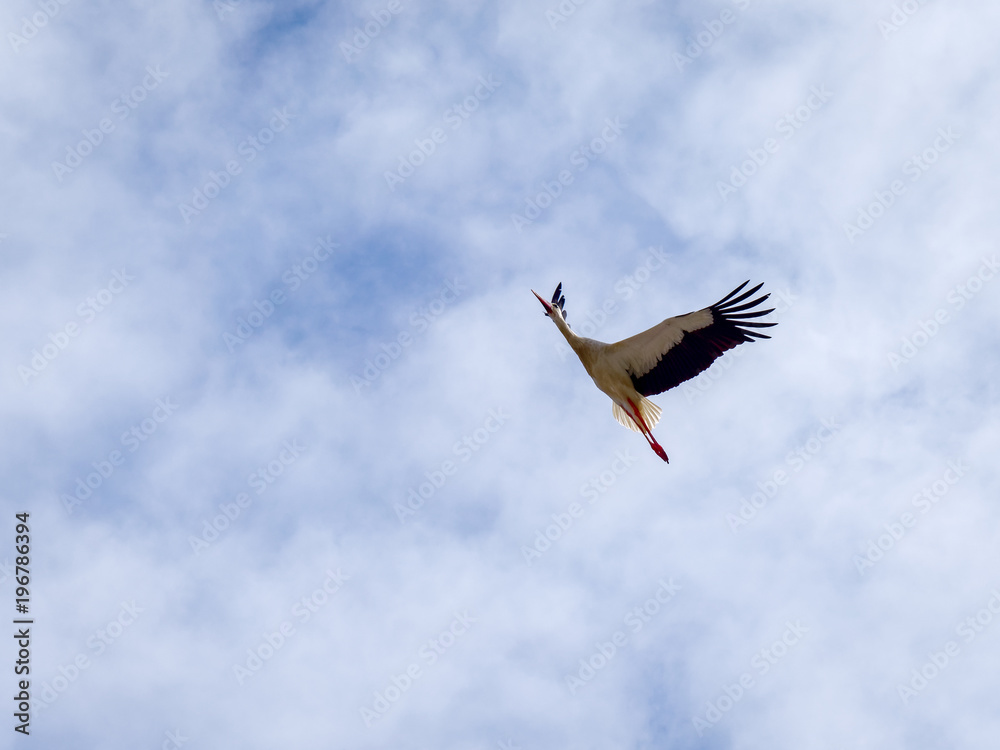 Stork in Flight at Faro in Portugal Stork in Flight at Faro in Portugal