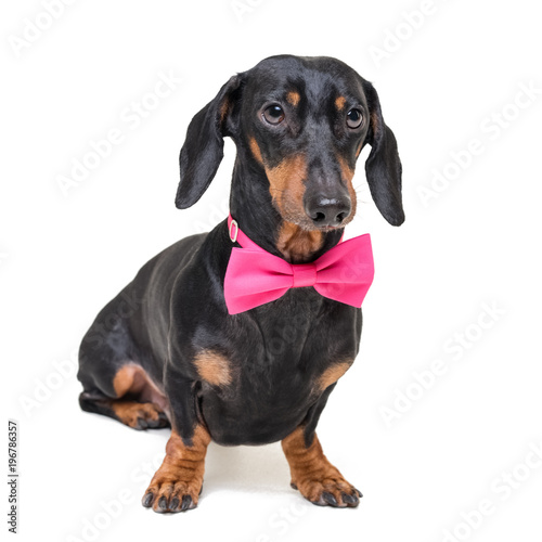 portrait of  elegant dachshund dog  black and tan  wearing a  pink bow tie  isolated on a white background