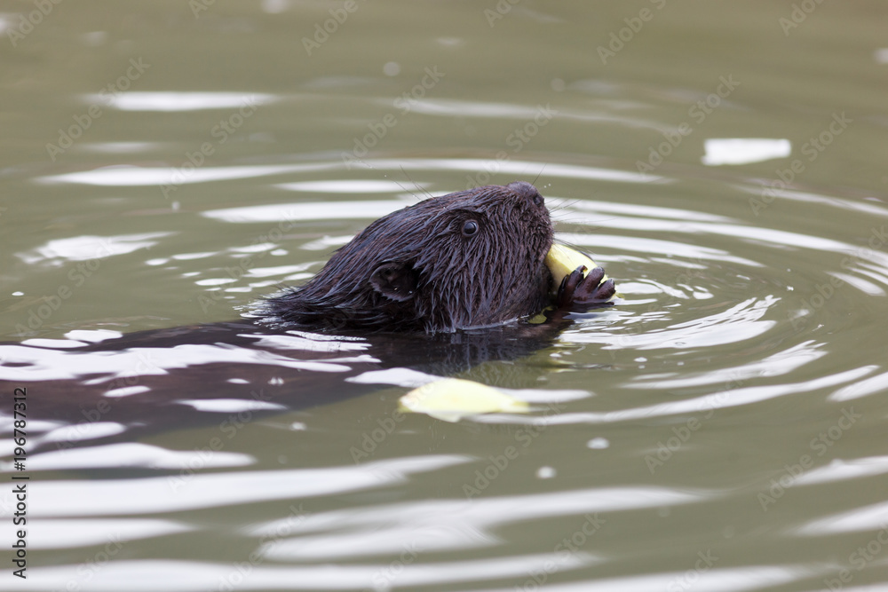 Castor fiber, Eurasian beaver. Castor fiber, Eurasian beaver.