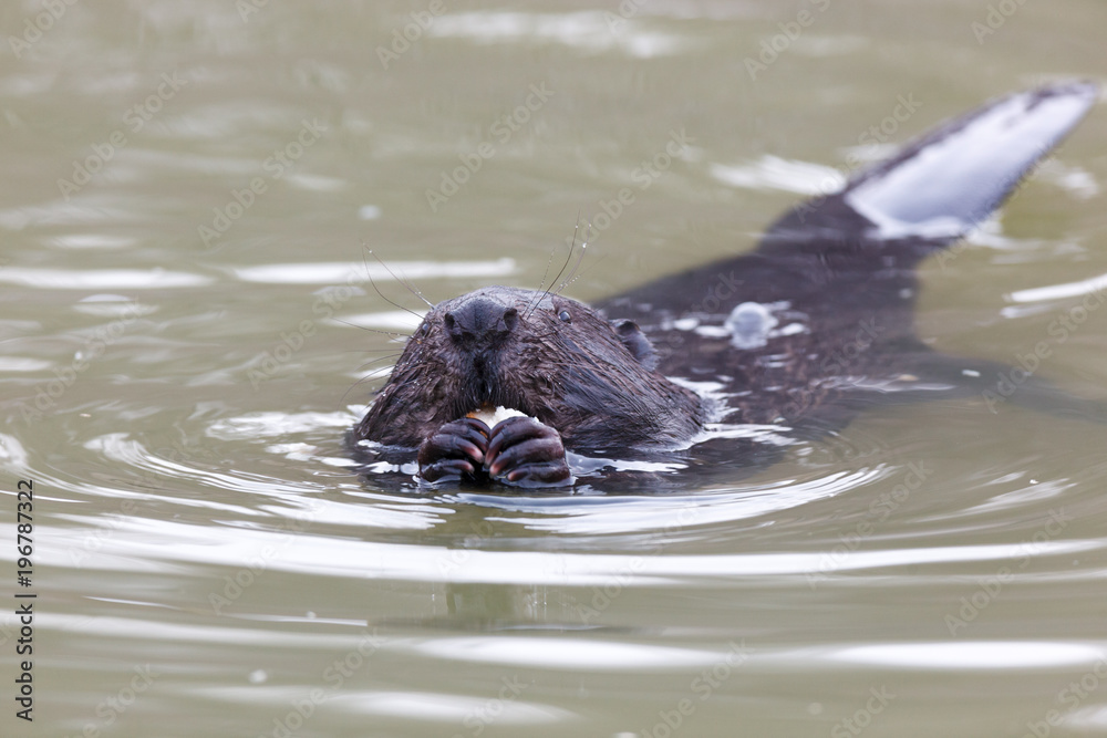 Obraz premium Castor fiber, Eurasian beaver.