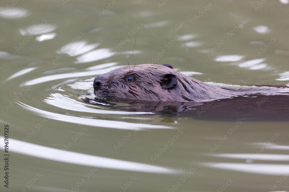 Obraz premium Castor fiber, Eurasian beaver.