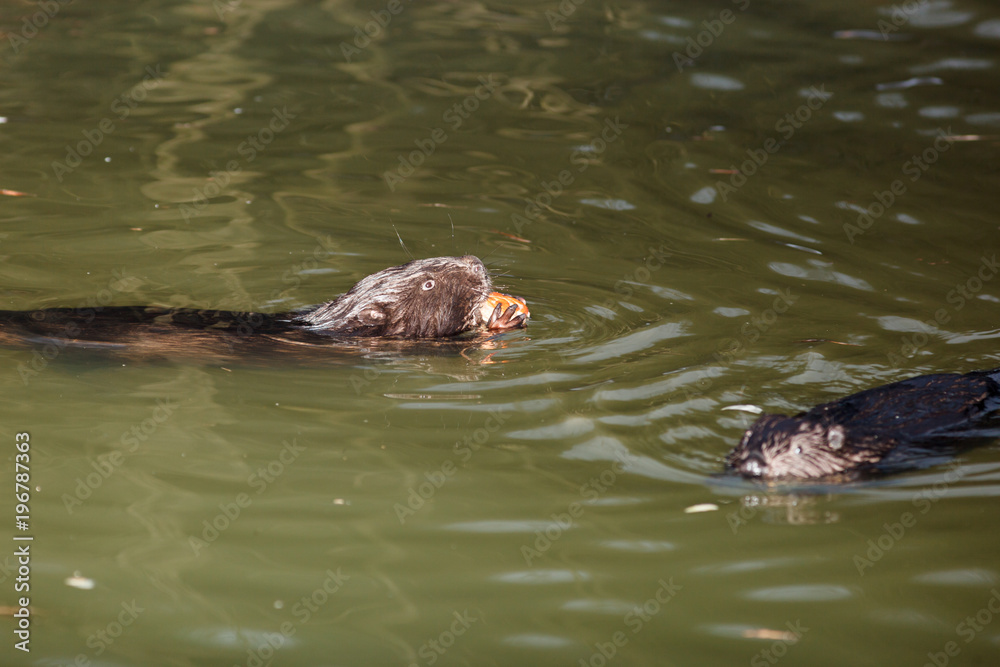 Obraz premium Castor fiber, Eurasian beaver.