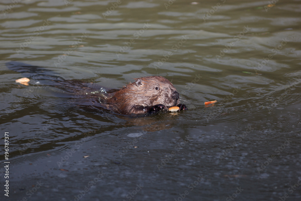 Obraz premium Castor fiber, Eurasian beaver.