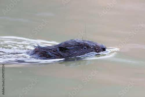 Castor fiber, Eurasian beaver.