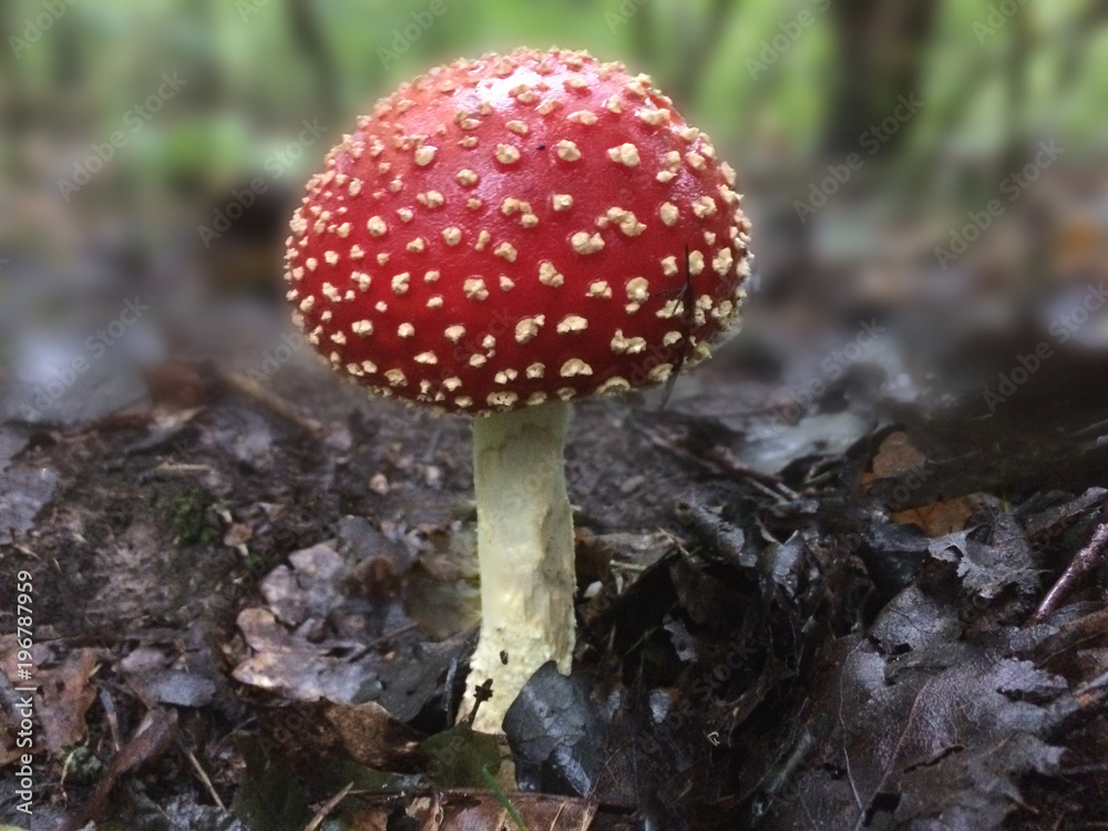 amanita fly agaric mashroom in the forest amanita fly agaric mashroom in the forest