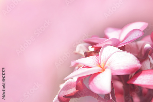 The bouquet of pink plumerias flowers on the right side of picture,with pink background  for text