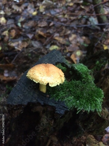 mashroom on the moss in the forest
