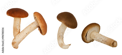 set collection fresh organic Pioppino Mushrooms(agrocybe aegerita) isolated on a white background 