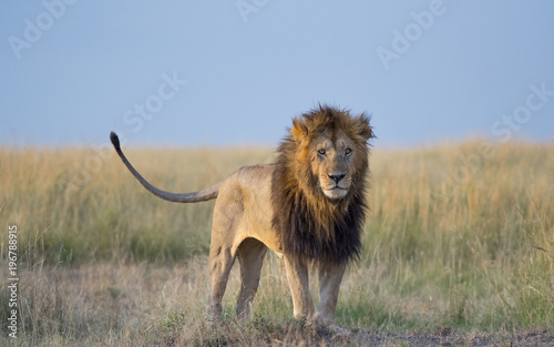 African Male Lion Wagging tale