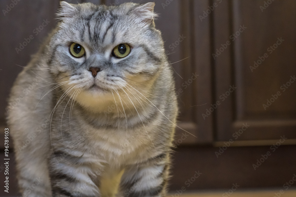 big gray cat Scottish Fold big gray cat Scottish Fold
