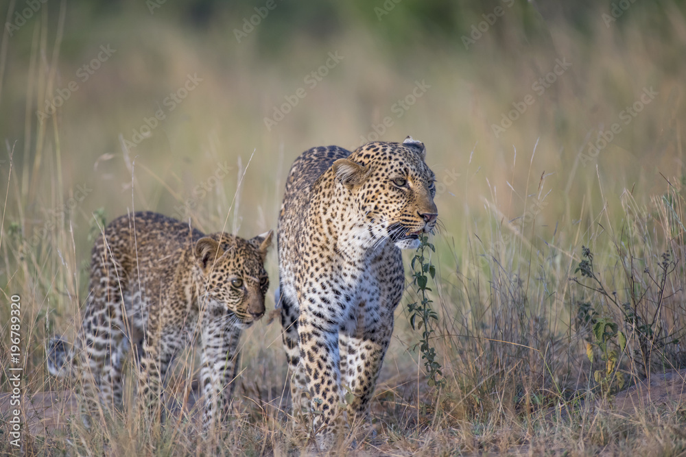 Naklejka premium Leopard with Cub